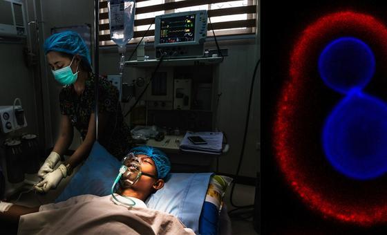 OMS soa alarme sobre falta de ferramentas para combater infecções por fungos