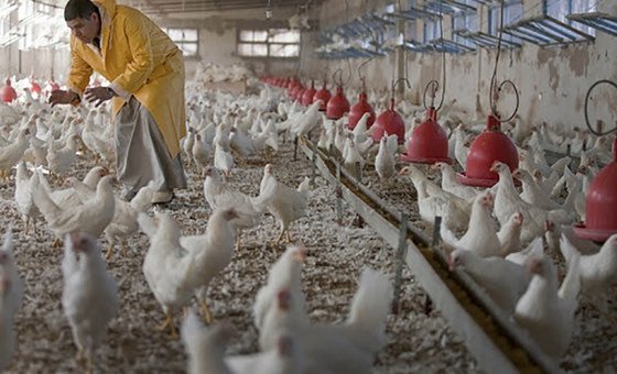 FAO pede mais ação contra influenza aviária H5N1 que atinge vários países