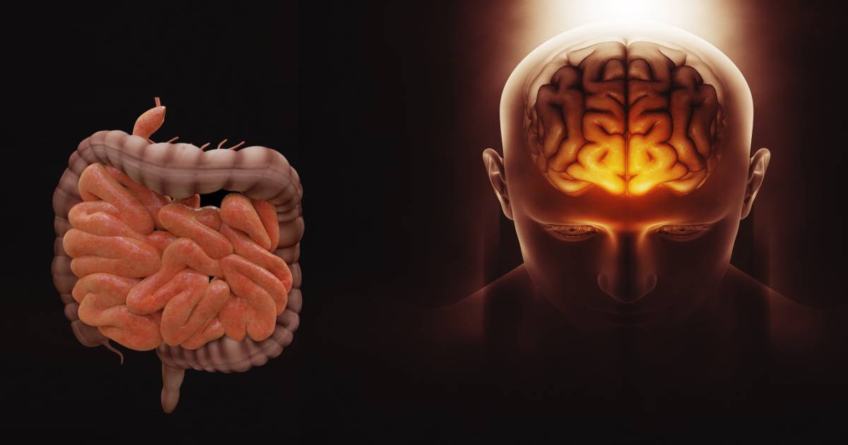 como os microrganismos influenciam em nosso corpo e bem-estar – Jornal da USP