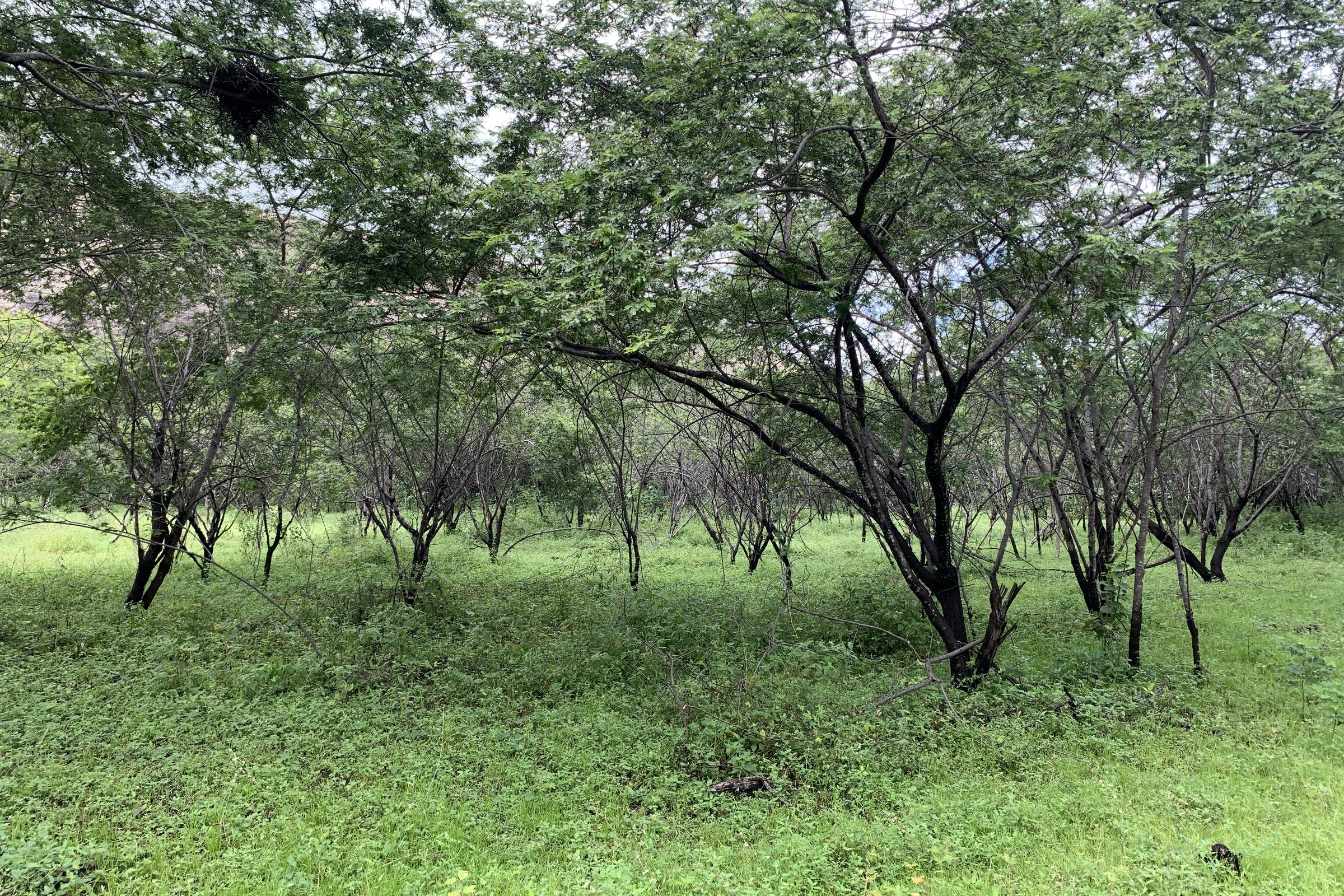 Árvore de jurema-preta, de onde é feita a extração da DMT