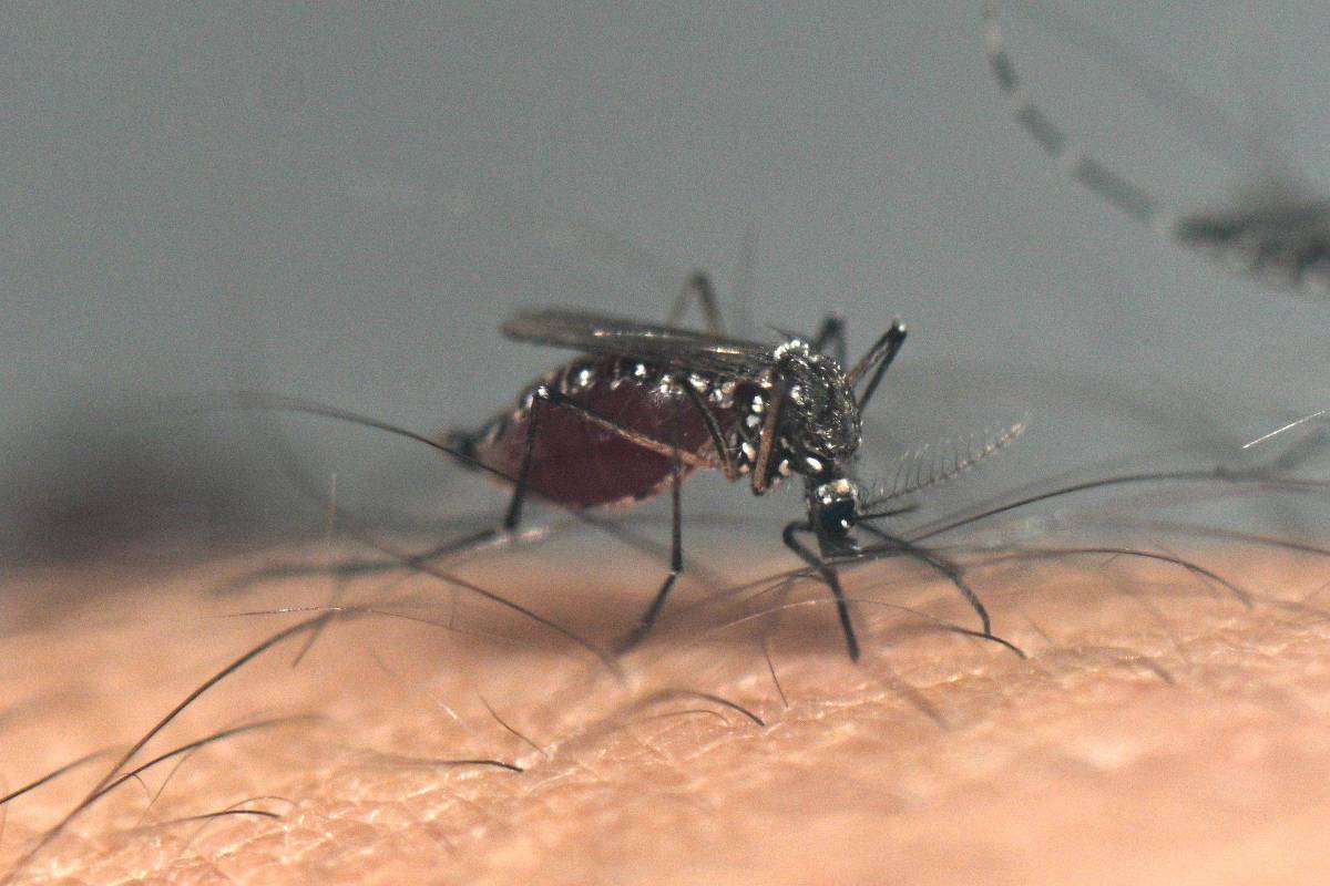 A imagem mostra um mosquito se alimentando do sangue em uma pele humana. O mosquito é pequeno, com corpo escuro e asas transparentes. A pele é visível ao fundo, com pelos finos.