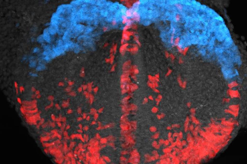 A imagem mostra uma seção transversal de um tecido, onde áreas estão coloridas em azul e vermelho, com um fundo escuro. As áreas coloridas parecem representar diferentes tipos de células ou estruturas dentro do tecido, com uma simetria que sugere uma divisão central.