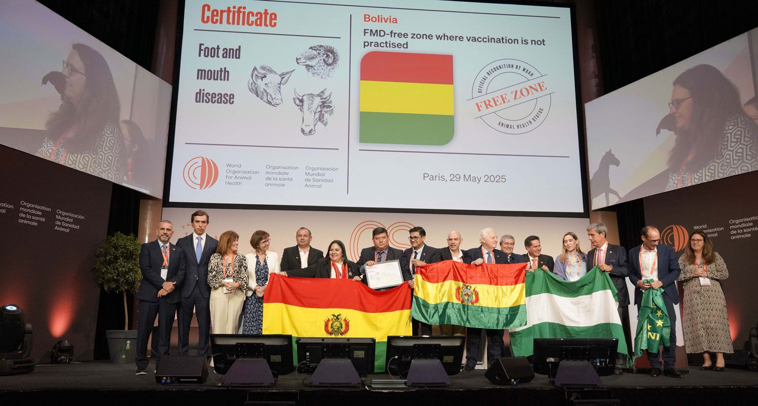 A Bolívia foi oficialmente reconhecida como países livres de doença de pé e boca (FMD) sem o uso da vacinação.