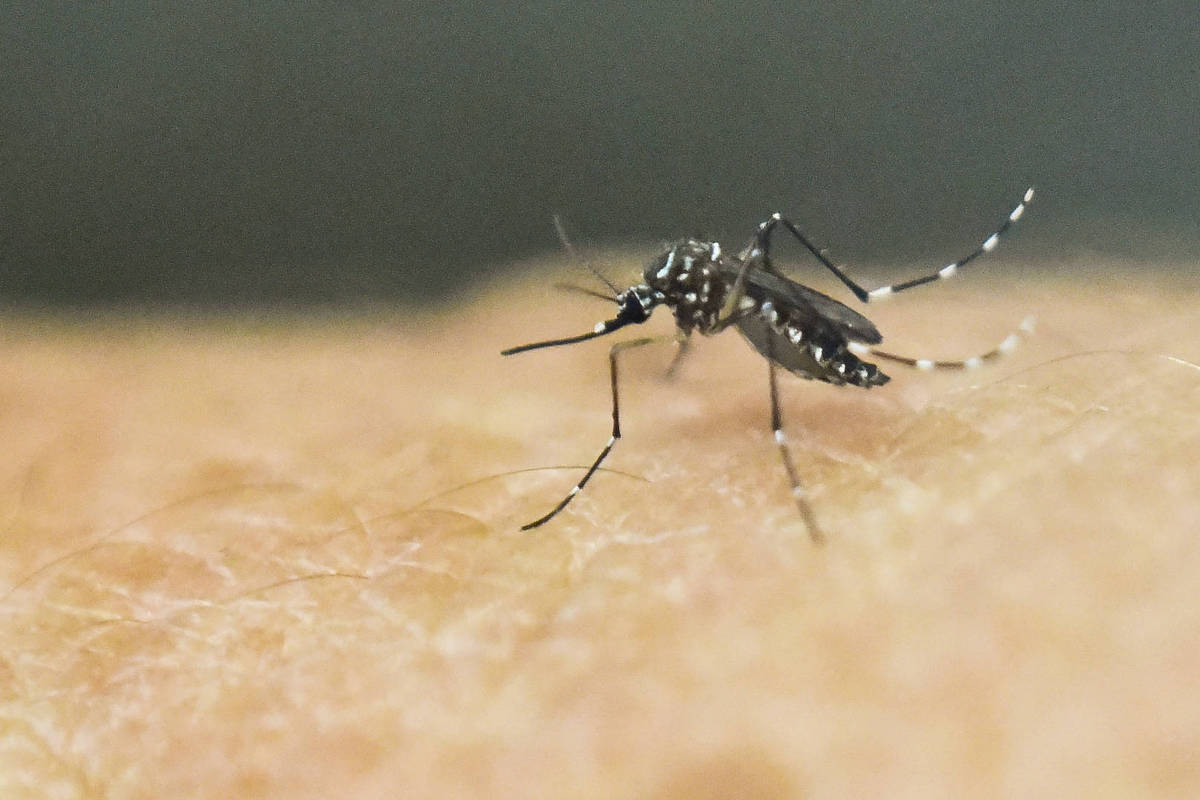 Vacina contra zika vírus mostra resultados promissores - 10/07/2025 - Equilíbrio e Saúde