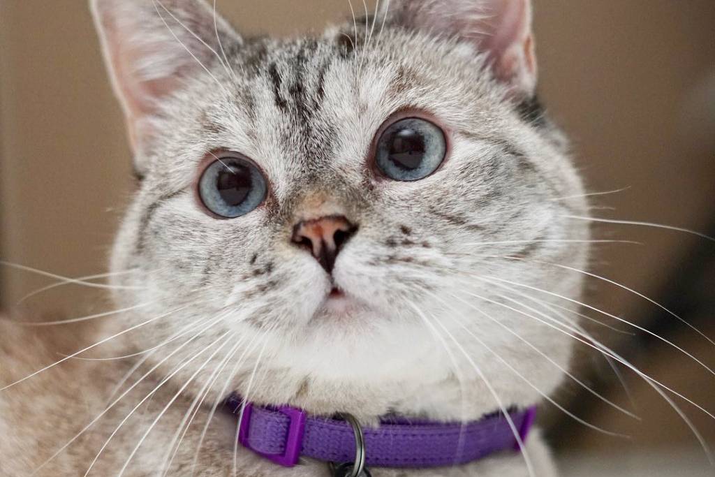 Um gato de pelagem clara com manchas escuras, olhando para a câmera. Ele usa uma coleira roxa com uma etiqueta preta que tem o nome