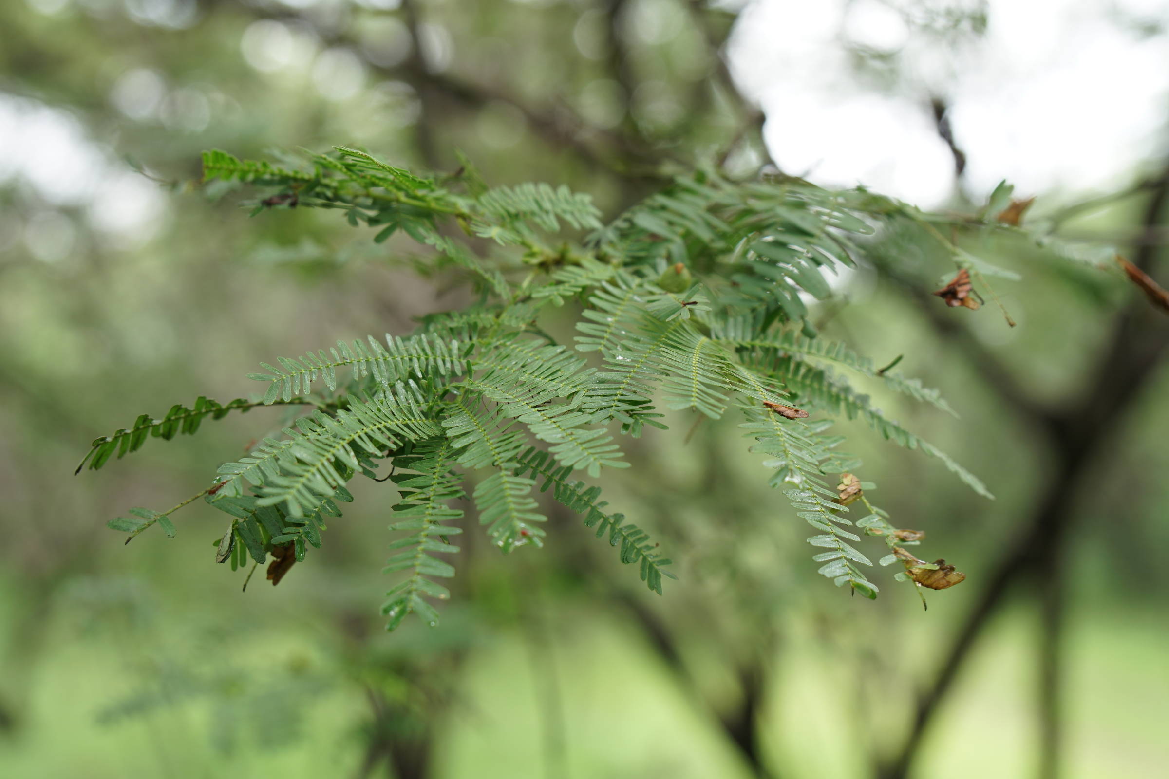 Folhas de jurema-preta (Mimosa tenuiflora), planta da caatinga que contém o psicodélico DMT