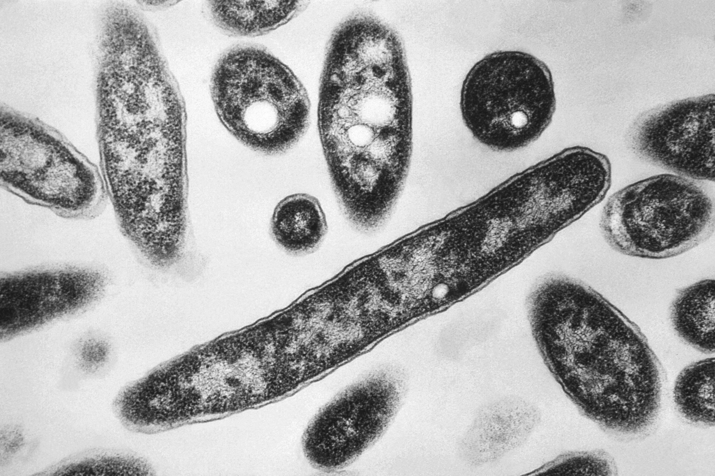 A imagem mostra uma variedade de formas bacterianas sob um microscópio, incluindo bactérias alongadas e esféricas, em um fundo claro. As bactérias apresentam diferentes tamanhos e texturas, com algumas apresentando uma aparência mais ovalada e outras mais alongada.