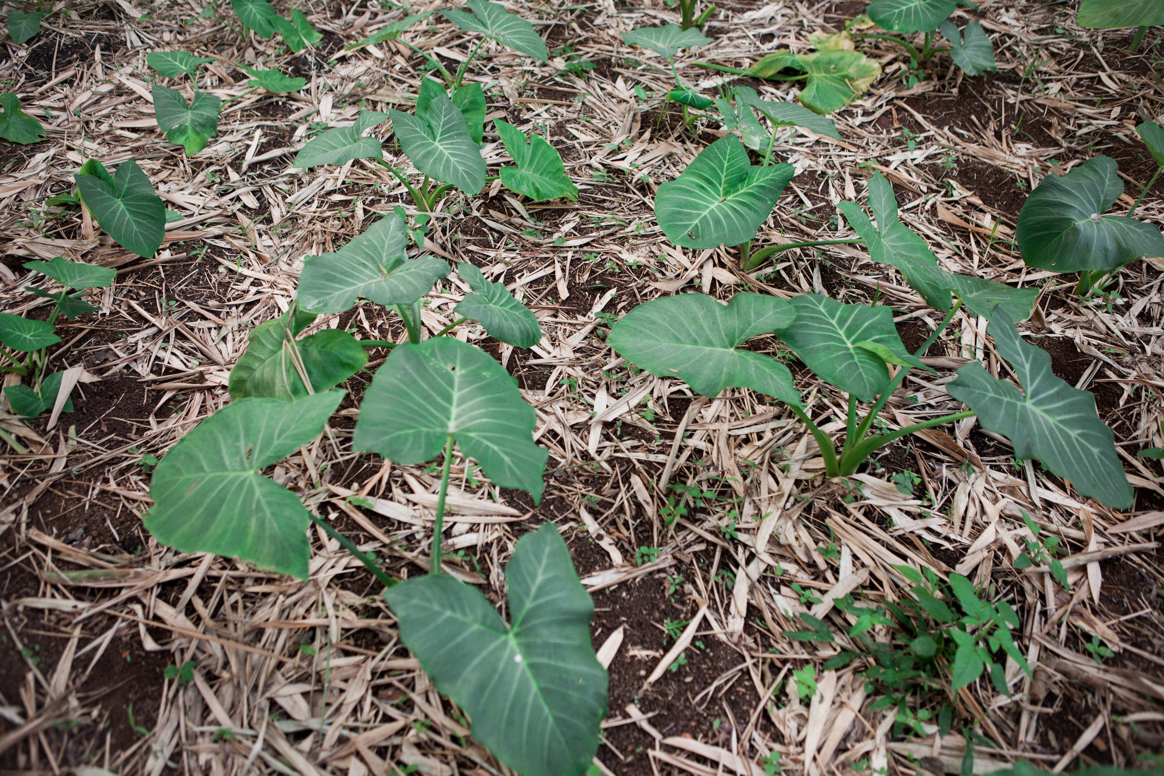 Taioba: estudo destaca benefícios da planta no cardápio - 09/09/2025 - Equilíbrio