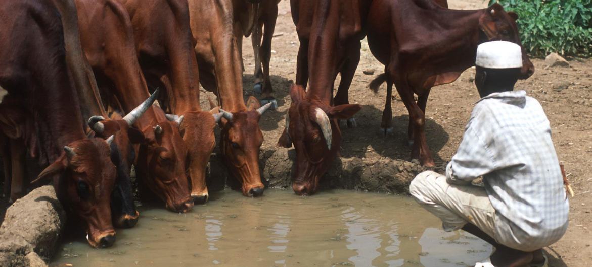 A pecuária é a espinha dorsal da economia rural do Sudão, fornecendo a milhões de pessoas segurança alimentar e nutricional, renda e meios de subsistência