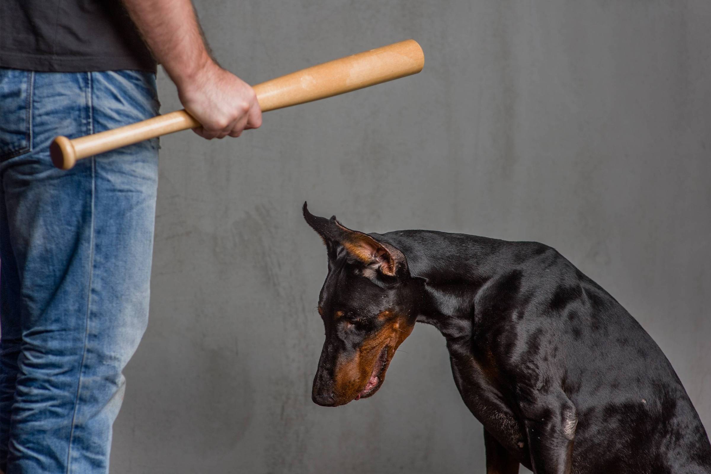 Fotografia mostra um homem branco de pé, vestindo calça jeans e blusa preta; ele segura na mão direita um taco de beisebol apontado para um cachorro de pelagem preta e marrom