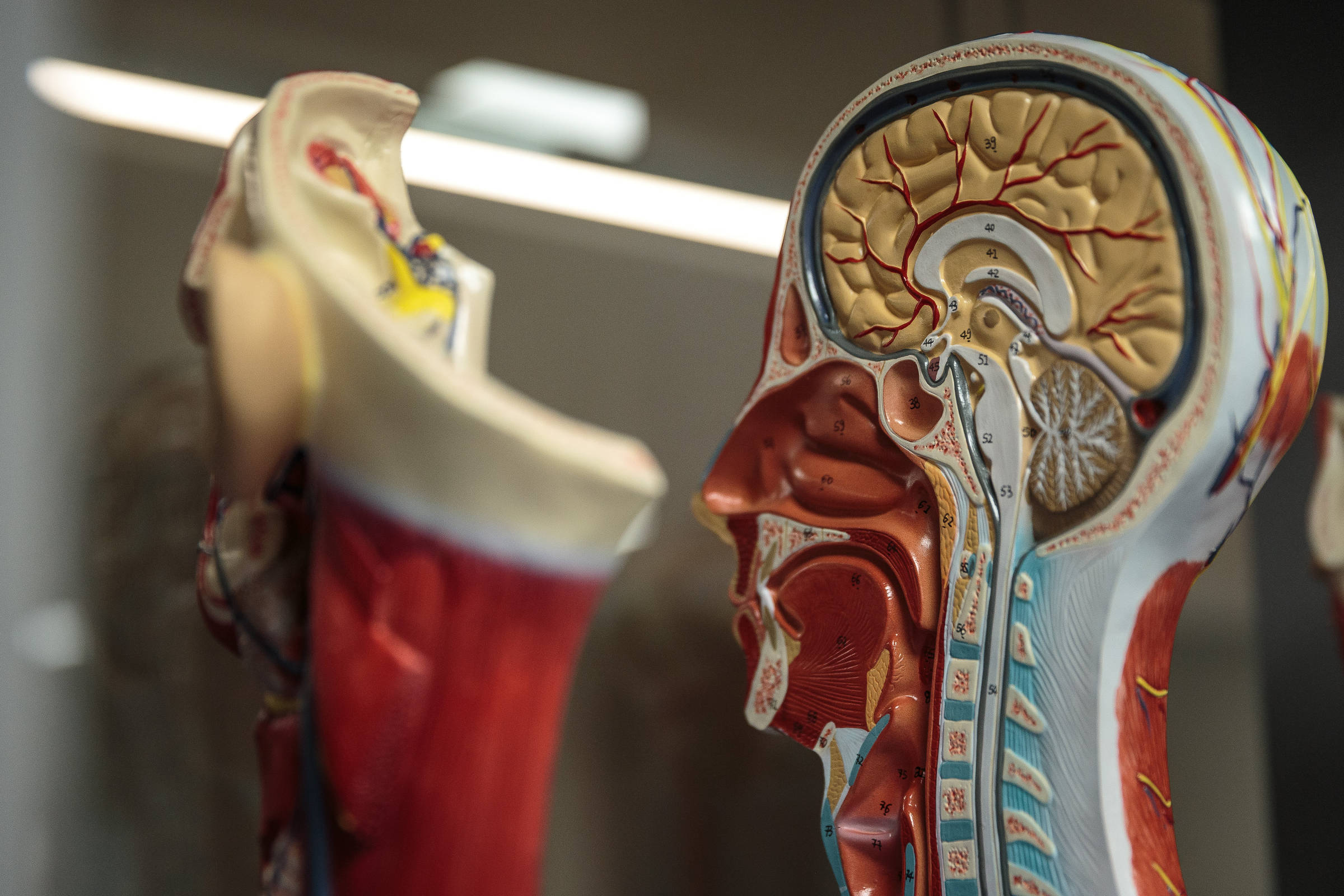 Modelo anatômico detalhado mostra corte sagital da cabeça humana, evidenciando cérebro, nervos, vias respiratórias e estruturas internas da garganta.