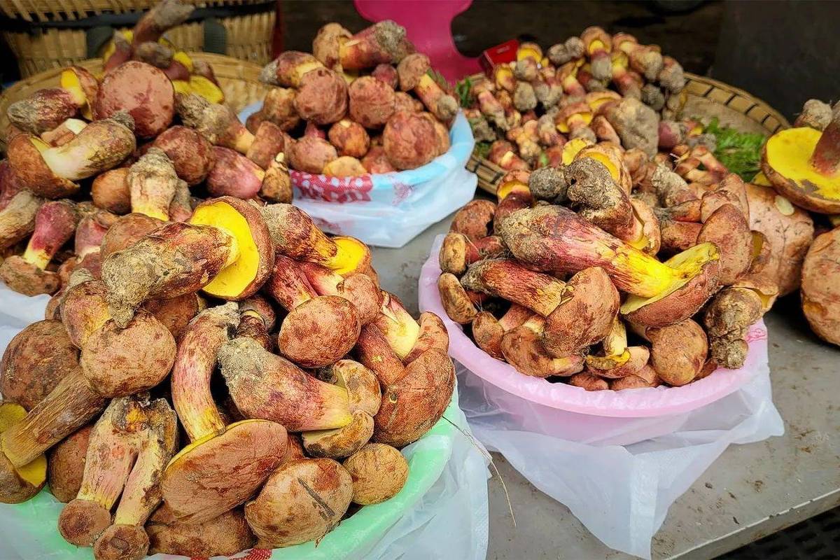 O misterioso cogumelo que faz as pessoas verem pessoinhas - 23/01/2026 - Equilíbrio e Saúde